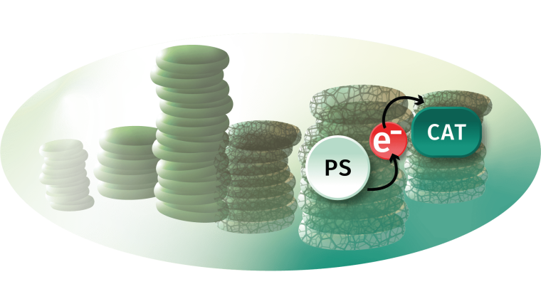 Symbolic presentation of the concept of an artificial chloroplast